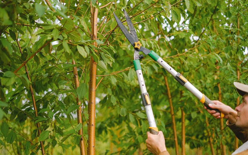 Tree trimming in Bridgehampton, NY