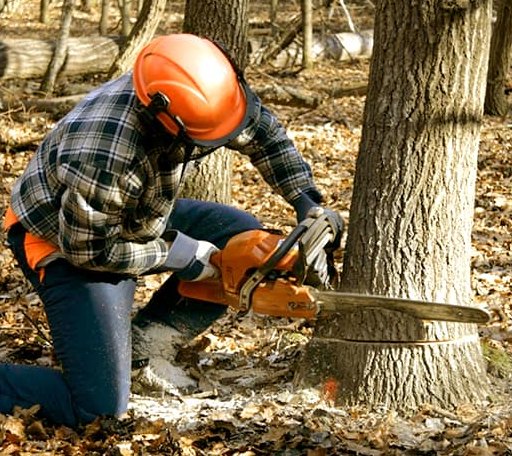 Tree Removal in Bridgehampton, NY